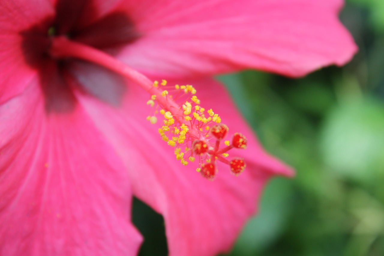 flower  hibiscus  macro free photo