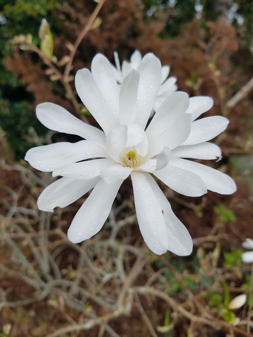 flower  white flower  life free photo