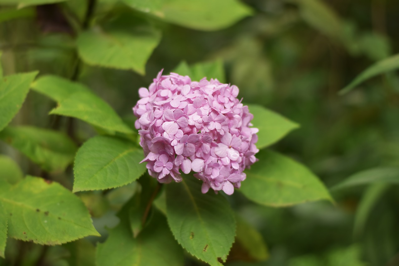 flower  garden  nature free photo