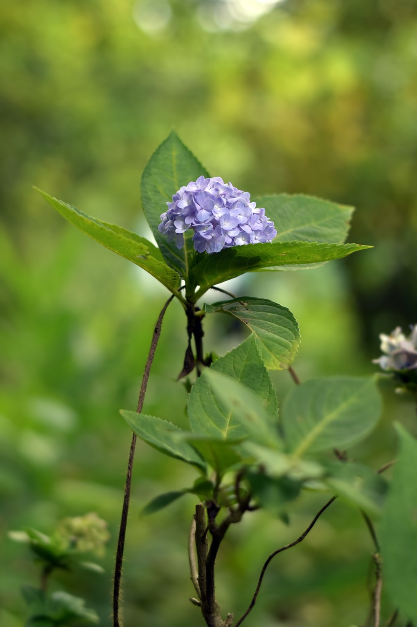 flower  garden  nature free photo