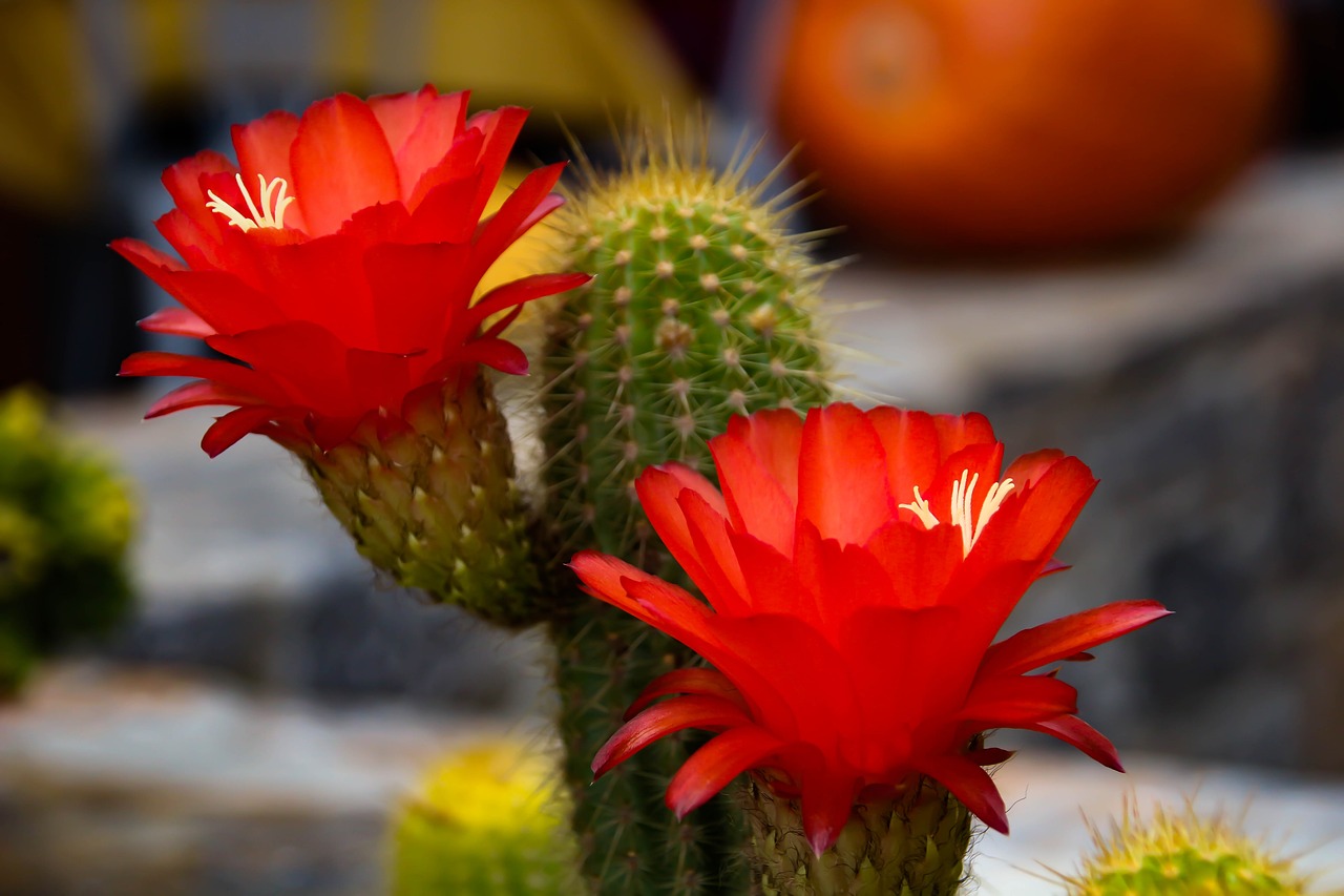 flower  cactus  red free photo