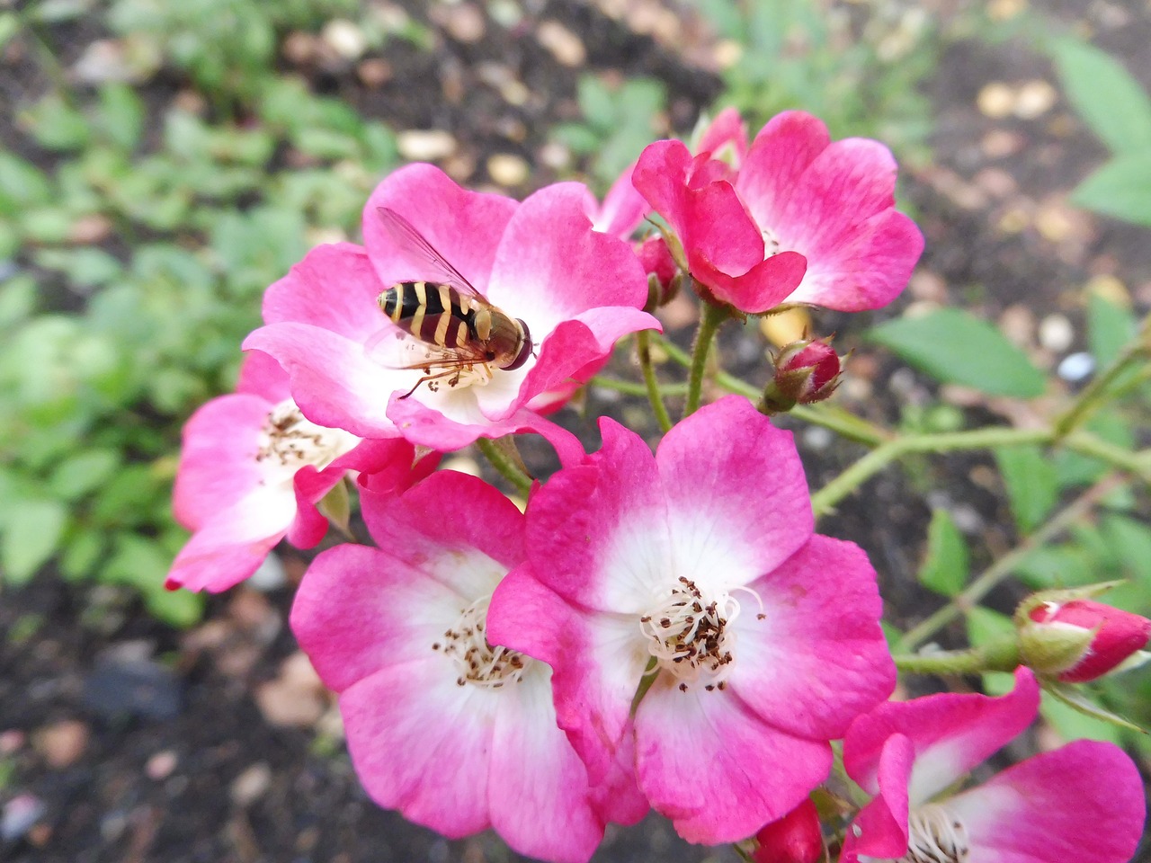 flower  pink  nature free photo