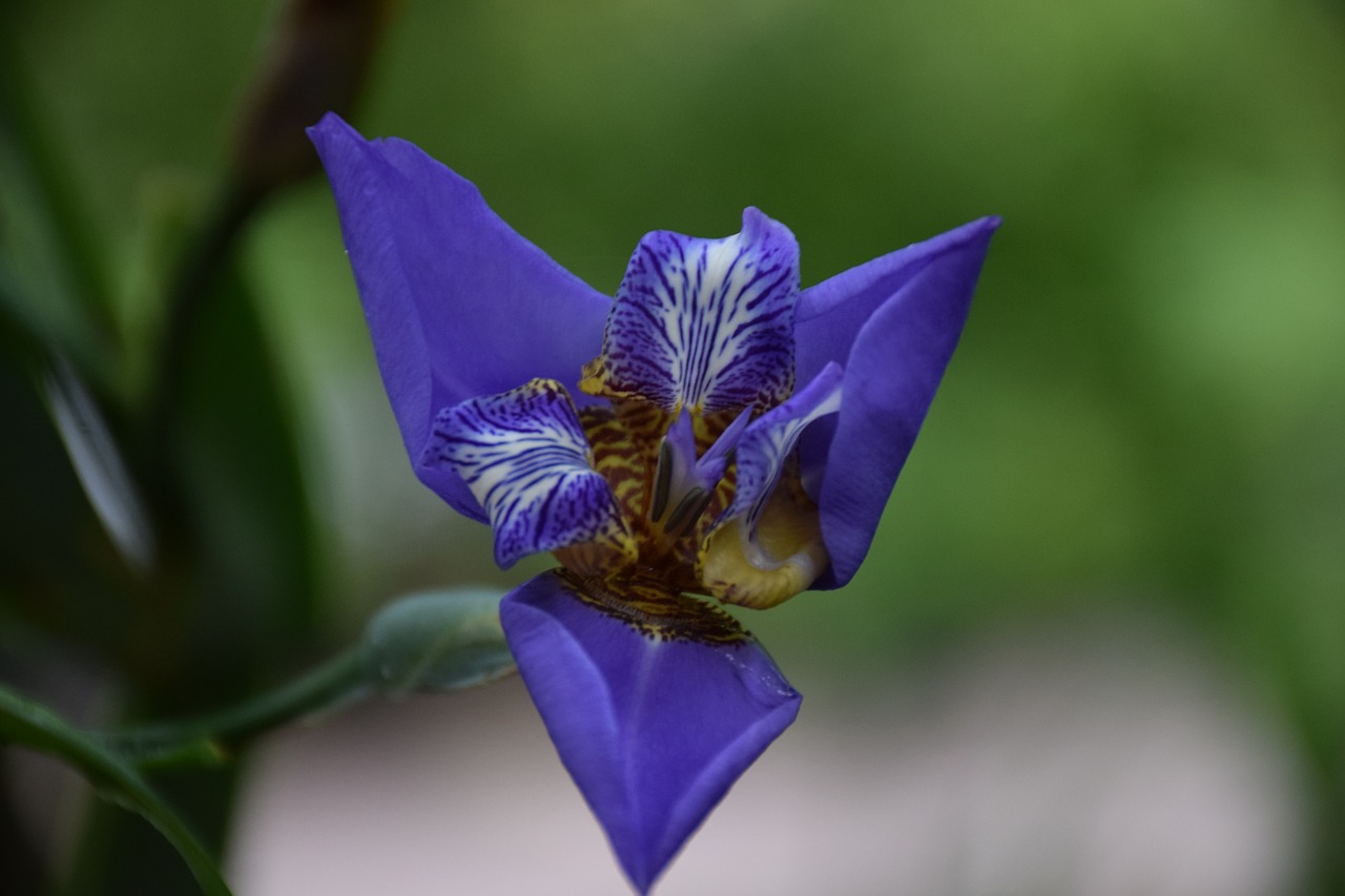 flower  green background  blue free photo