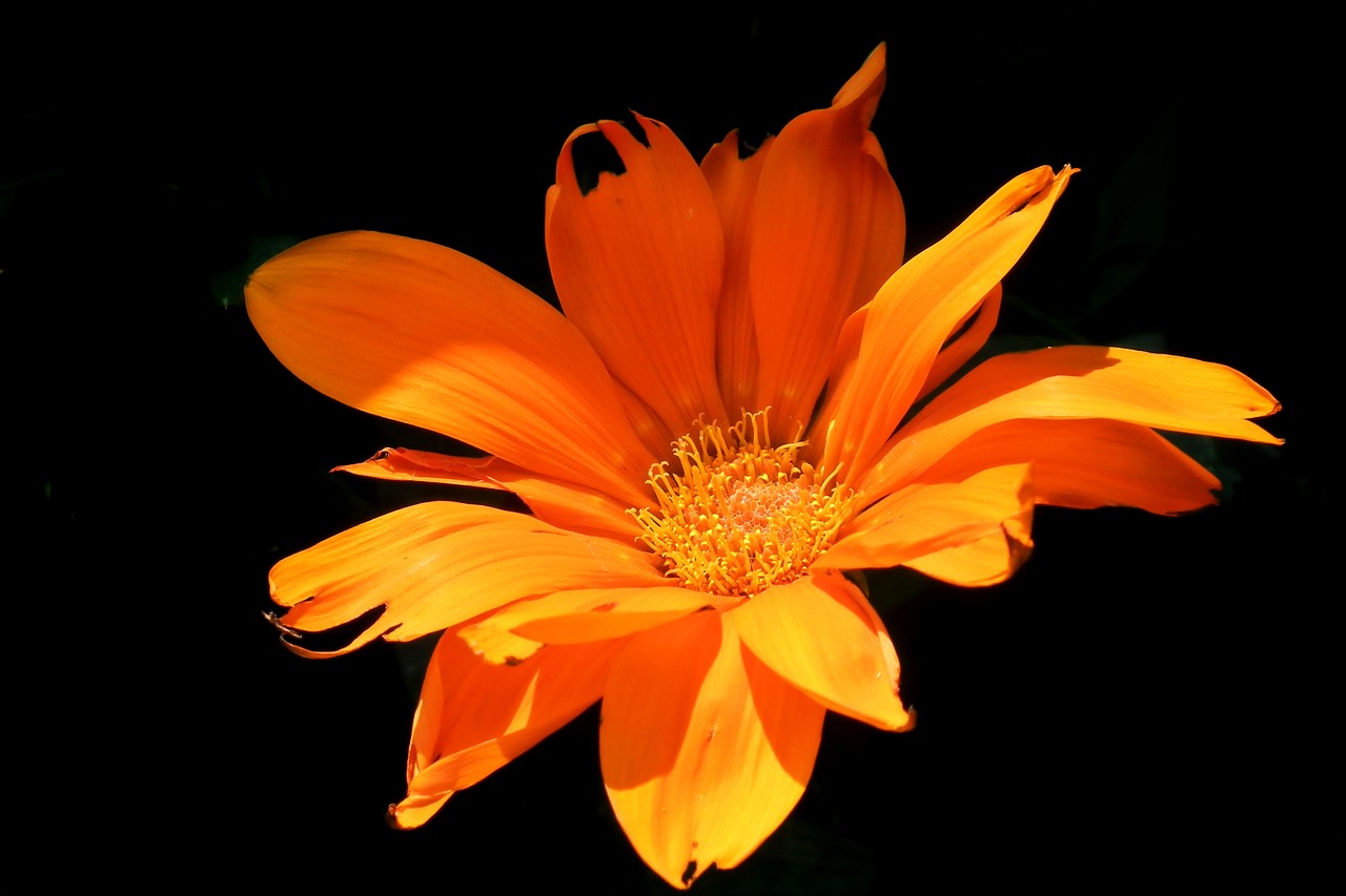 flower  orange  garden free photo