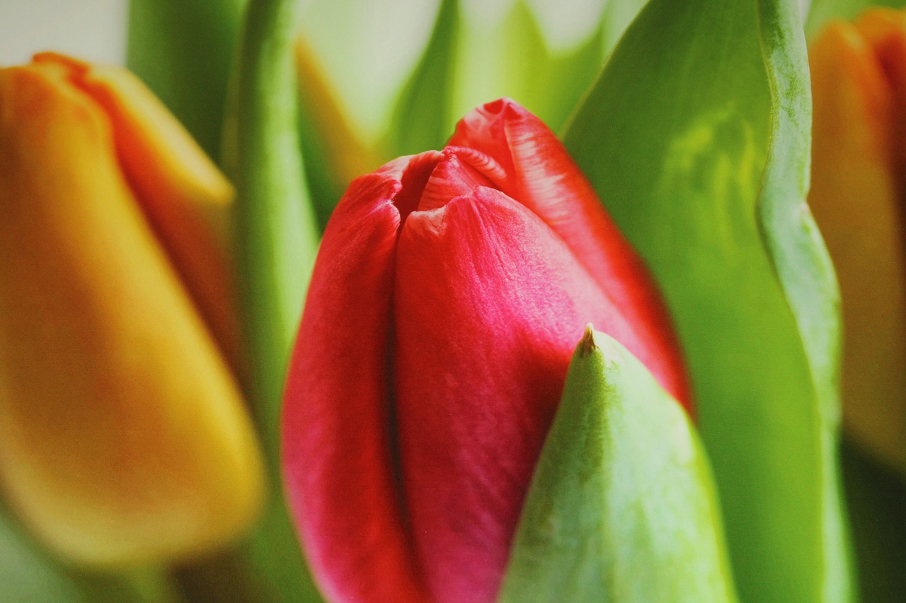 flower  tulip  garden free photo