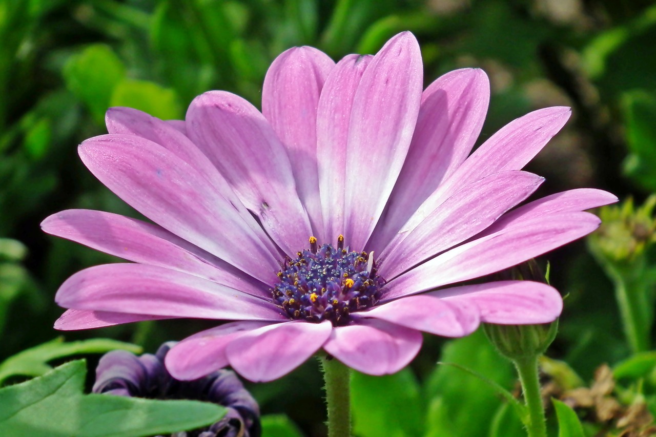 flower  blooming  summer free photo