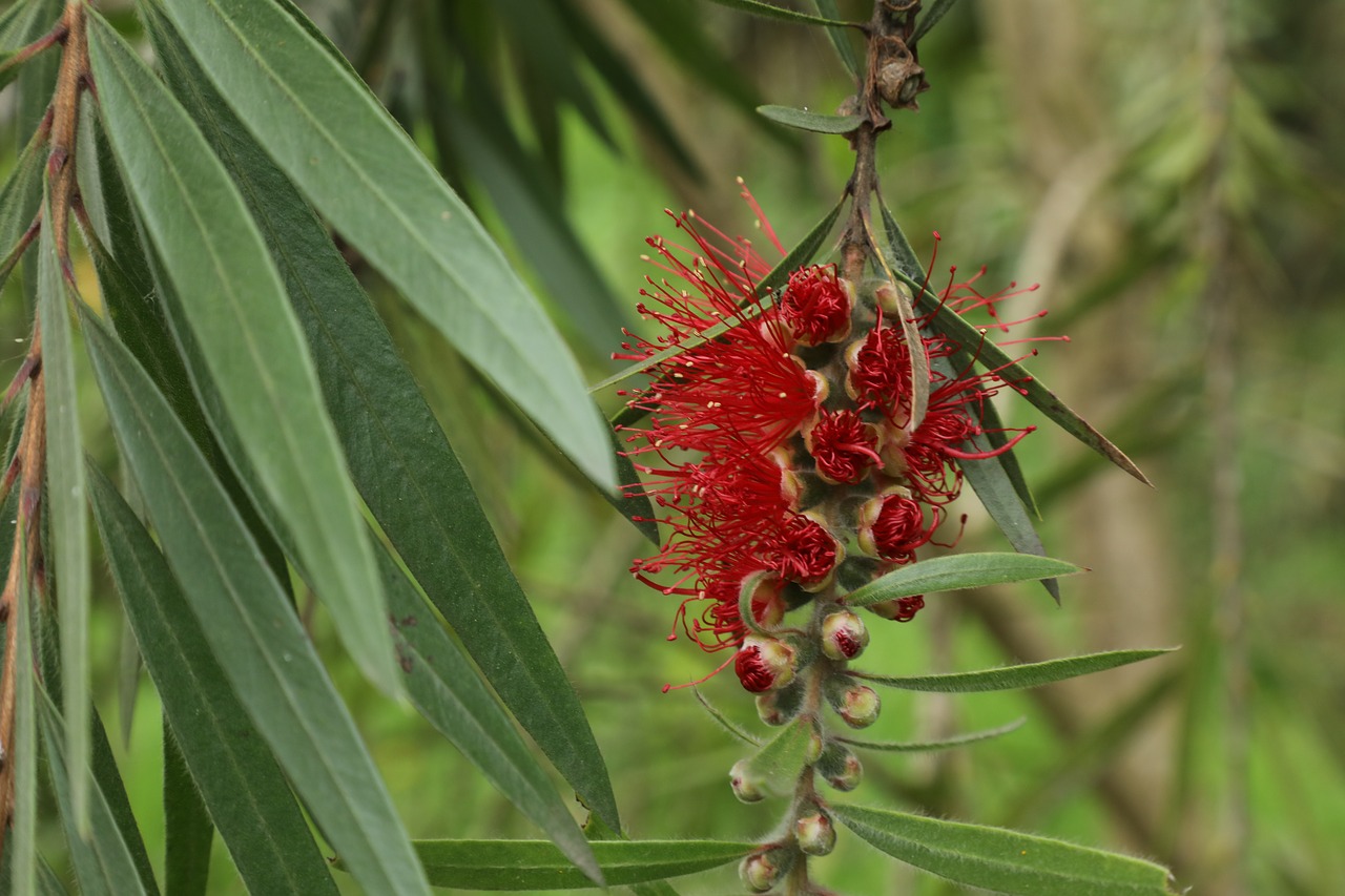 flower  red  nature free photo