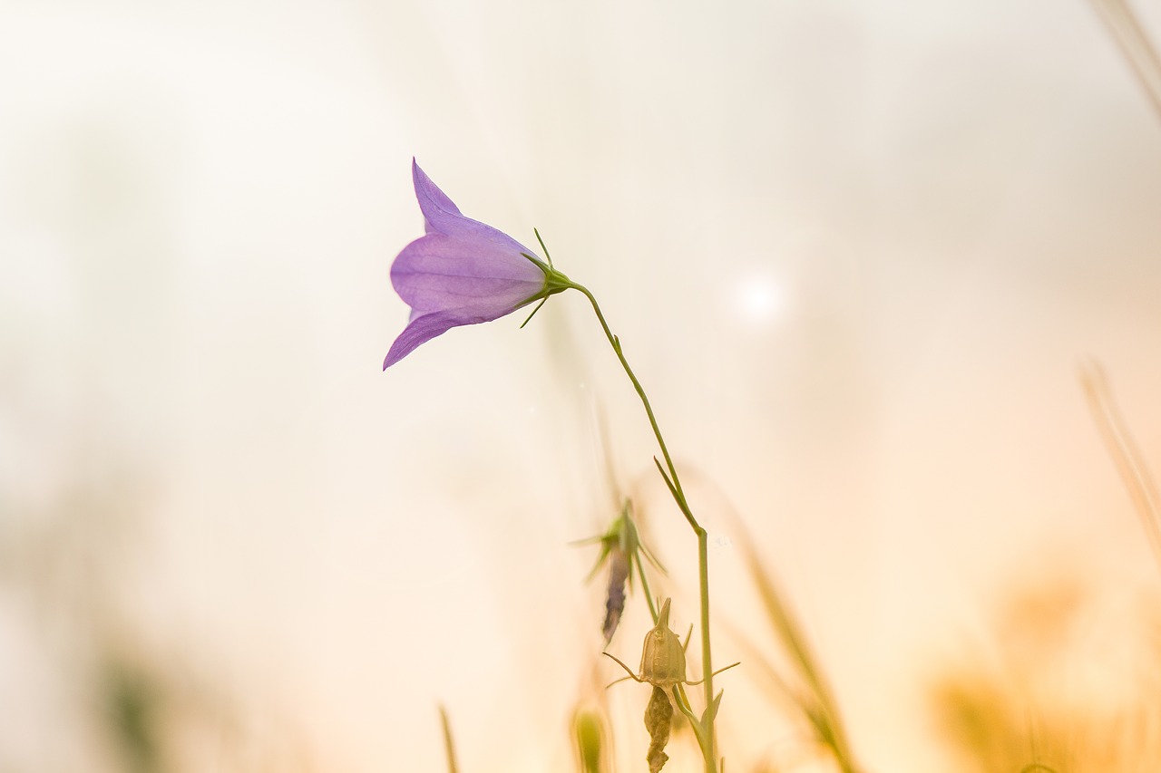 flower  sunset  nature free photo