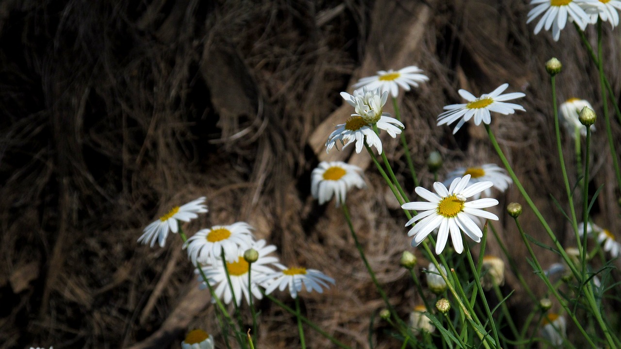 flower  garden  gaza free photo