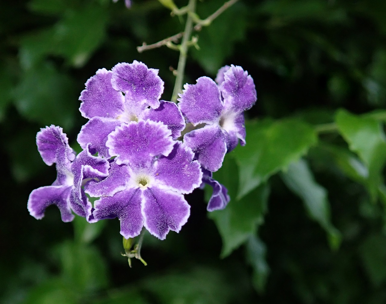 flower  purple  shrub free photo