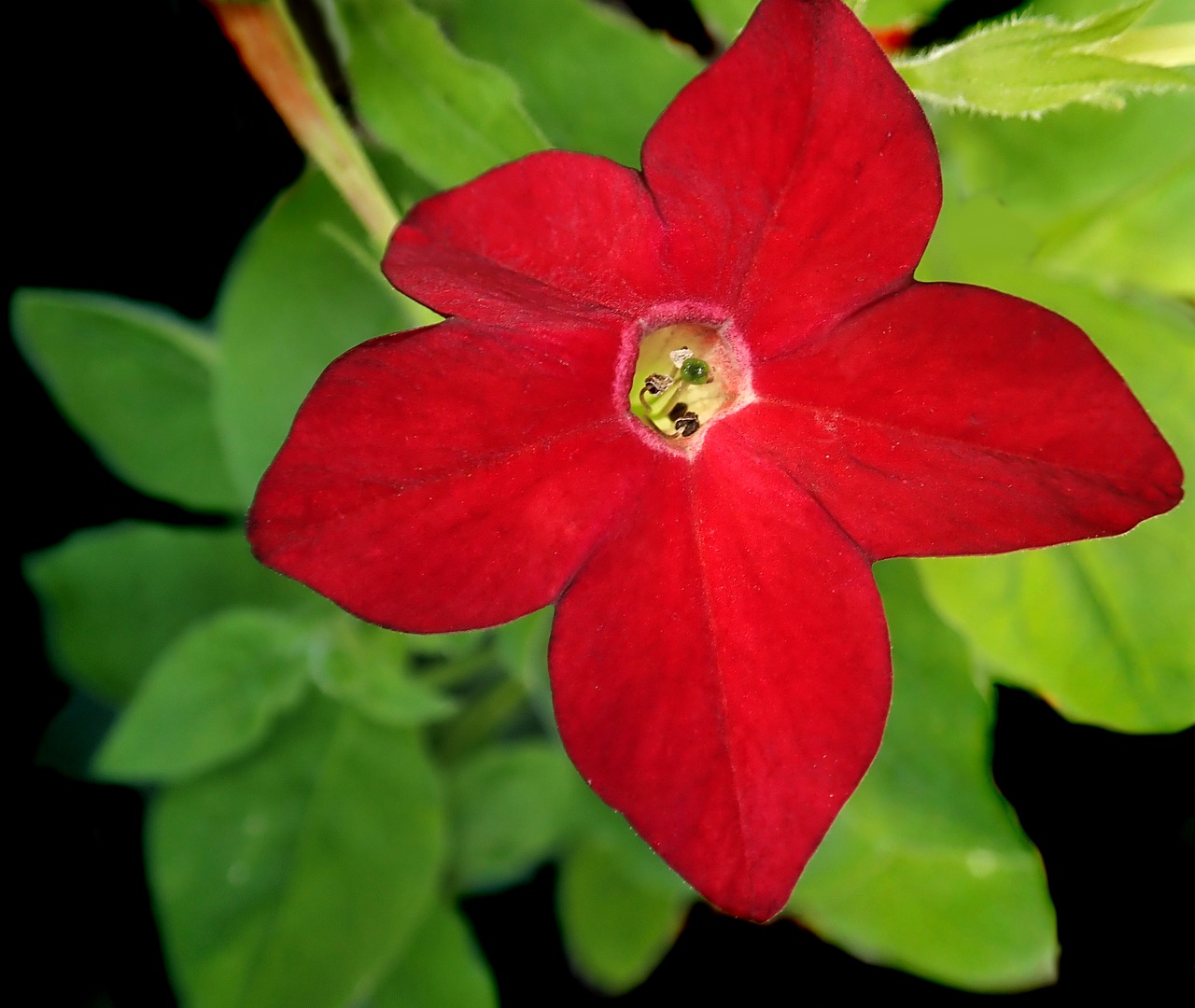 flower  red  tobacco free photo