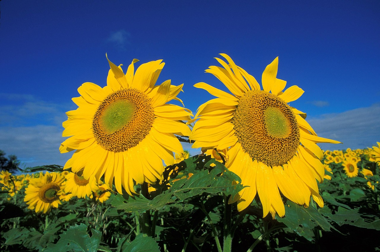 flower field sunflowers free photo