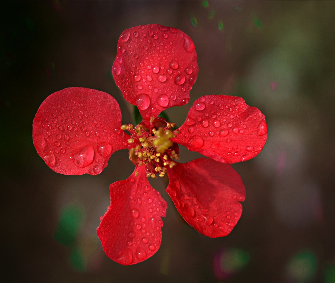 flower  red  spring free photo