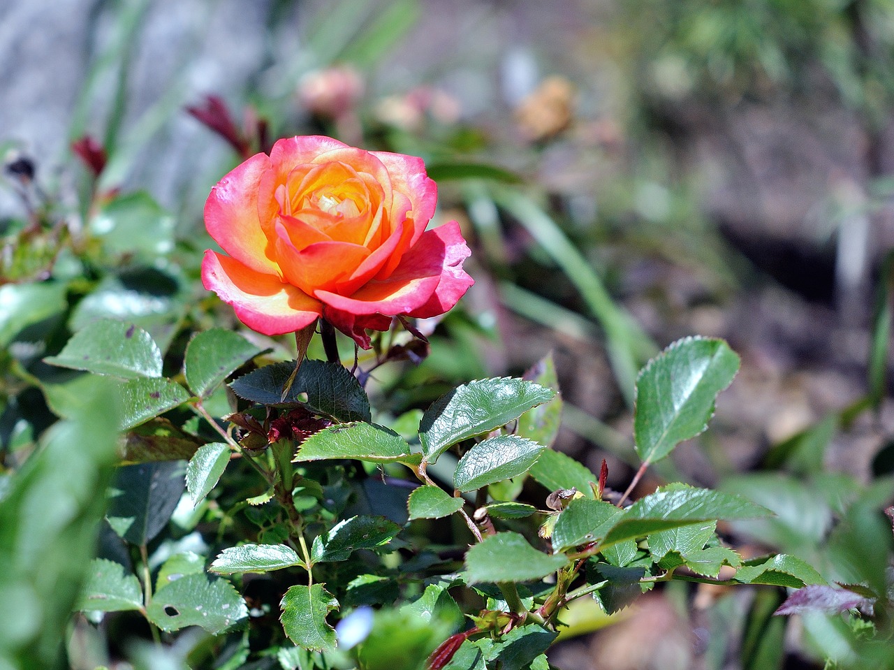 flower  rosa  spring free photo