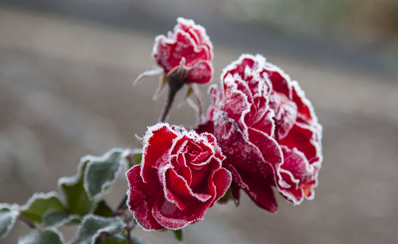 flower  rose  in the garden free photo