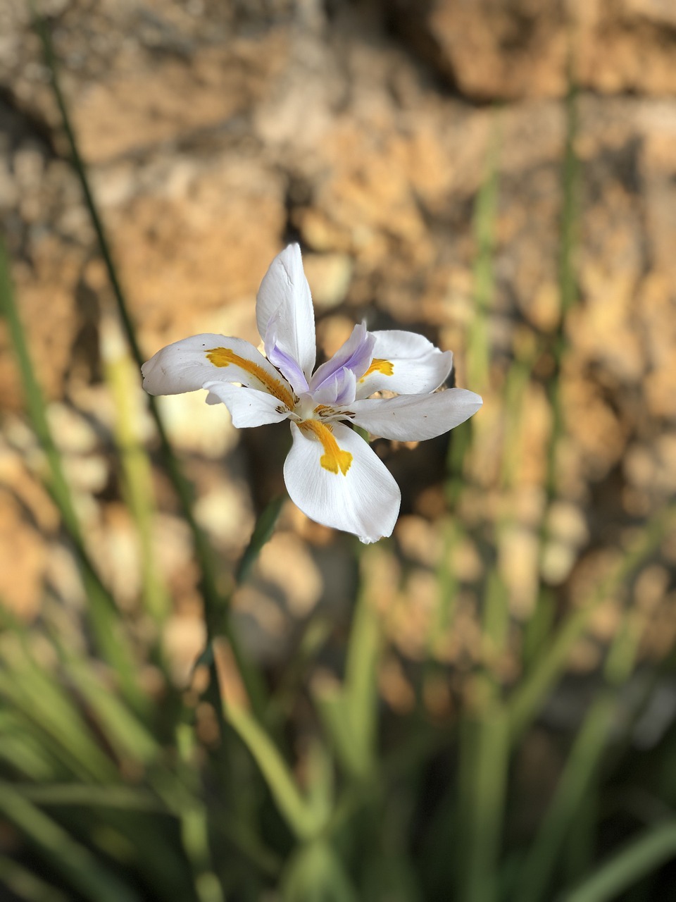 flower  naturale  nature free photo