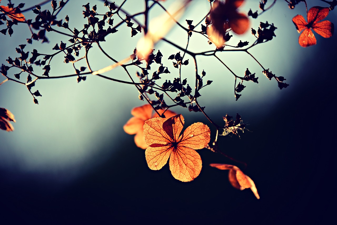 flower  branch  twig free photo