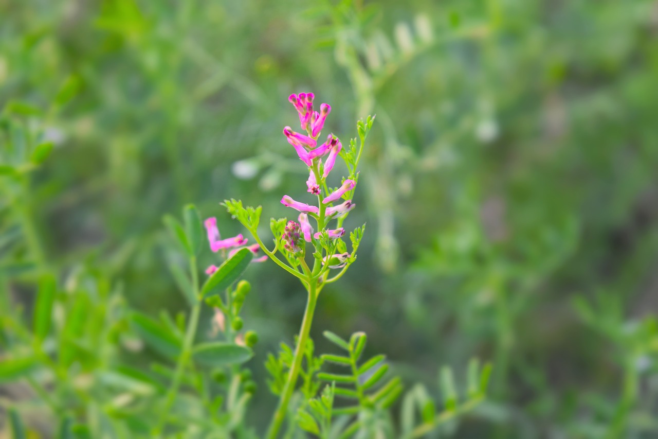 flower  green  nature free photo