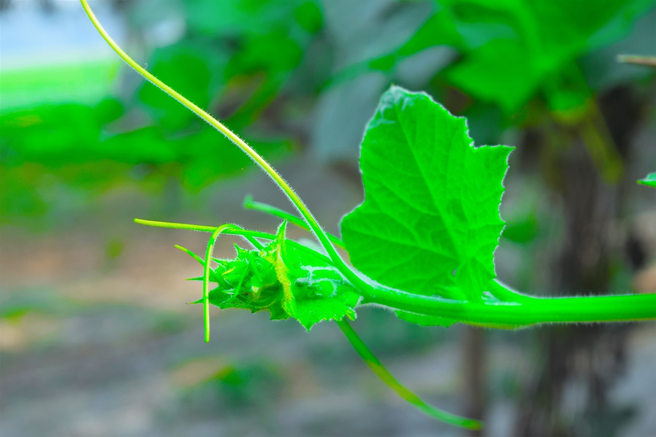 flower  green  nature free photo