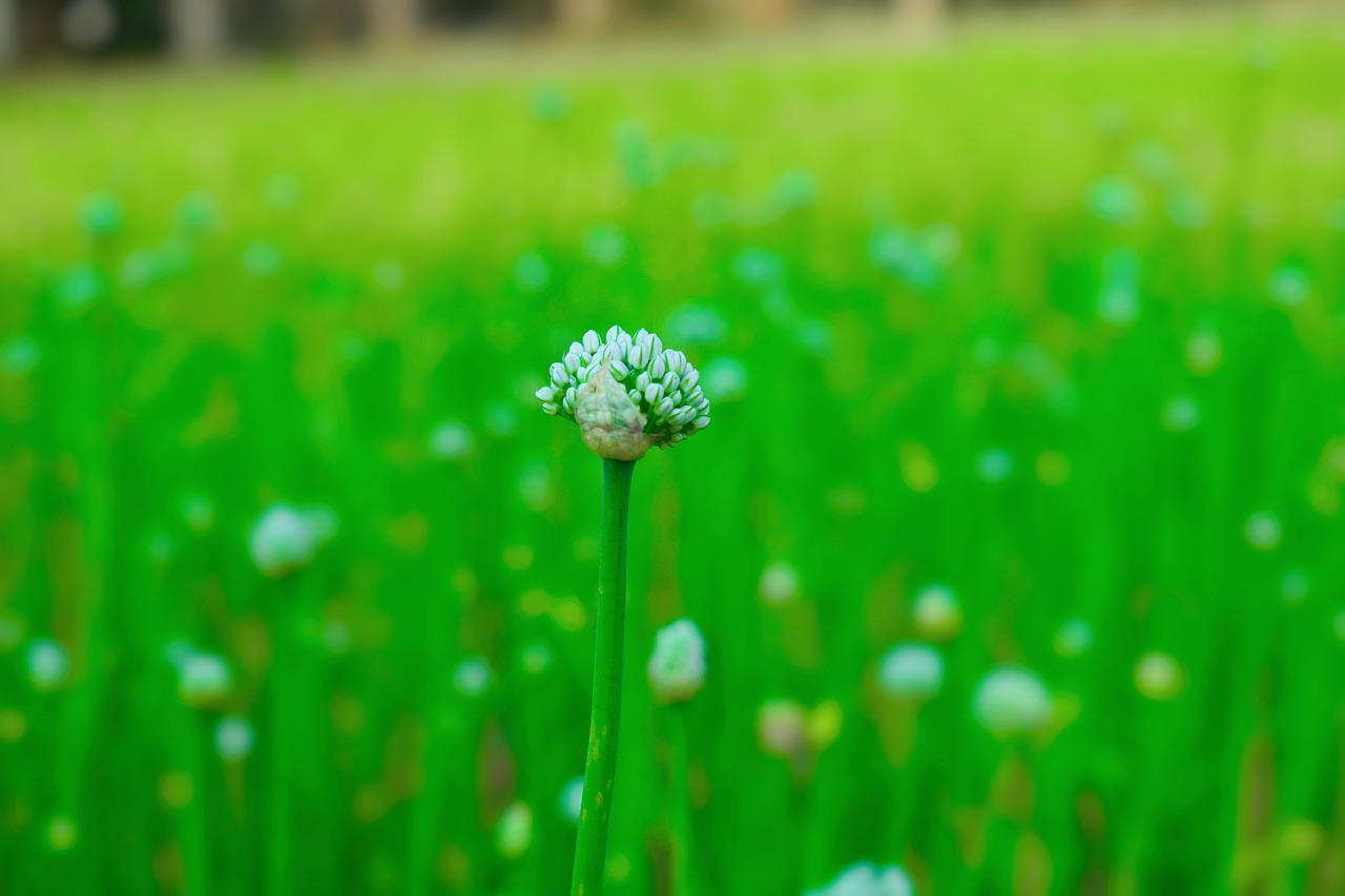 flower  green  nature free photo