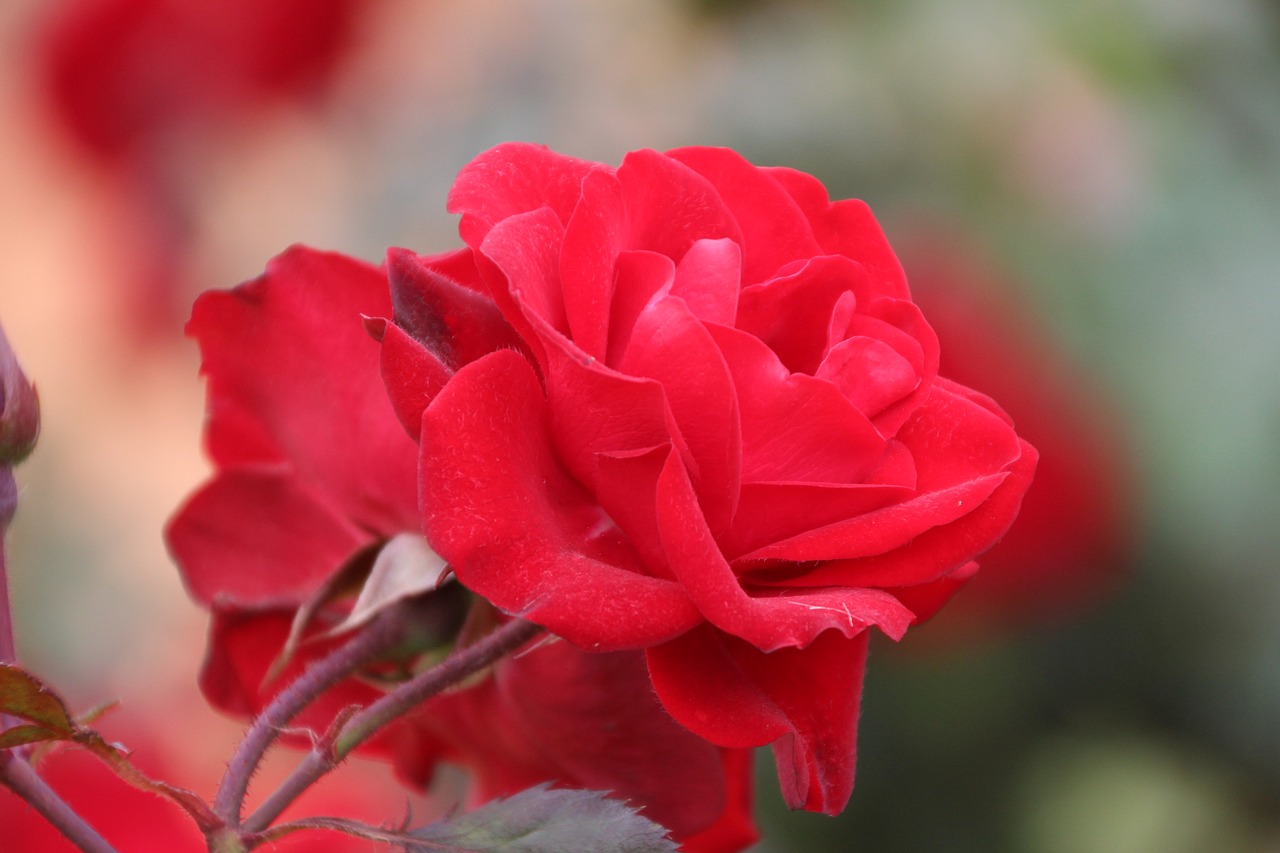 flower  red  rose free photo