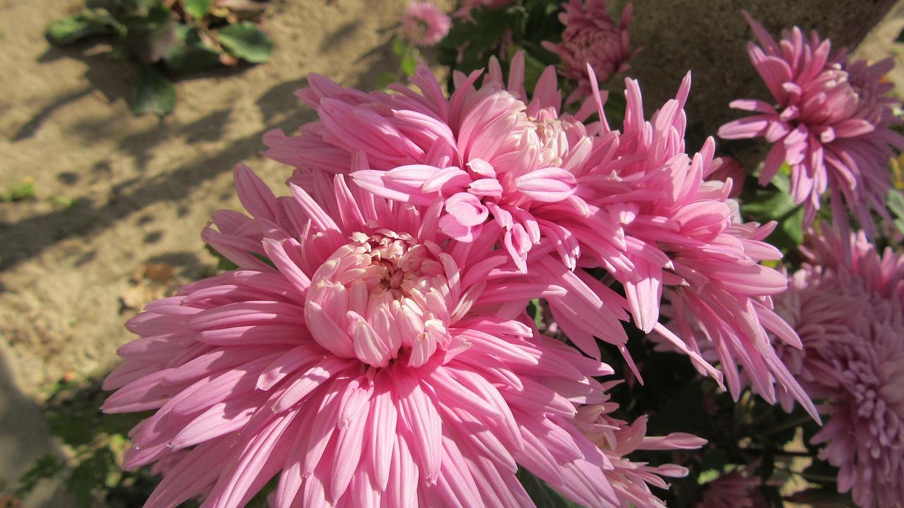 flower  dahlia  color free photo