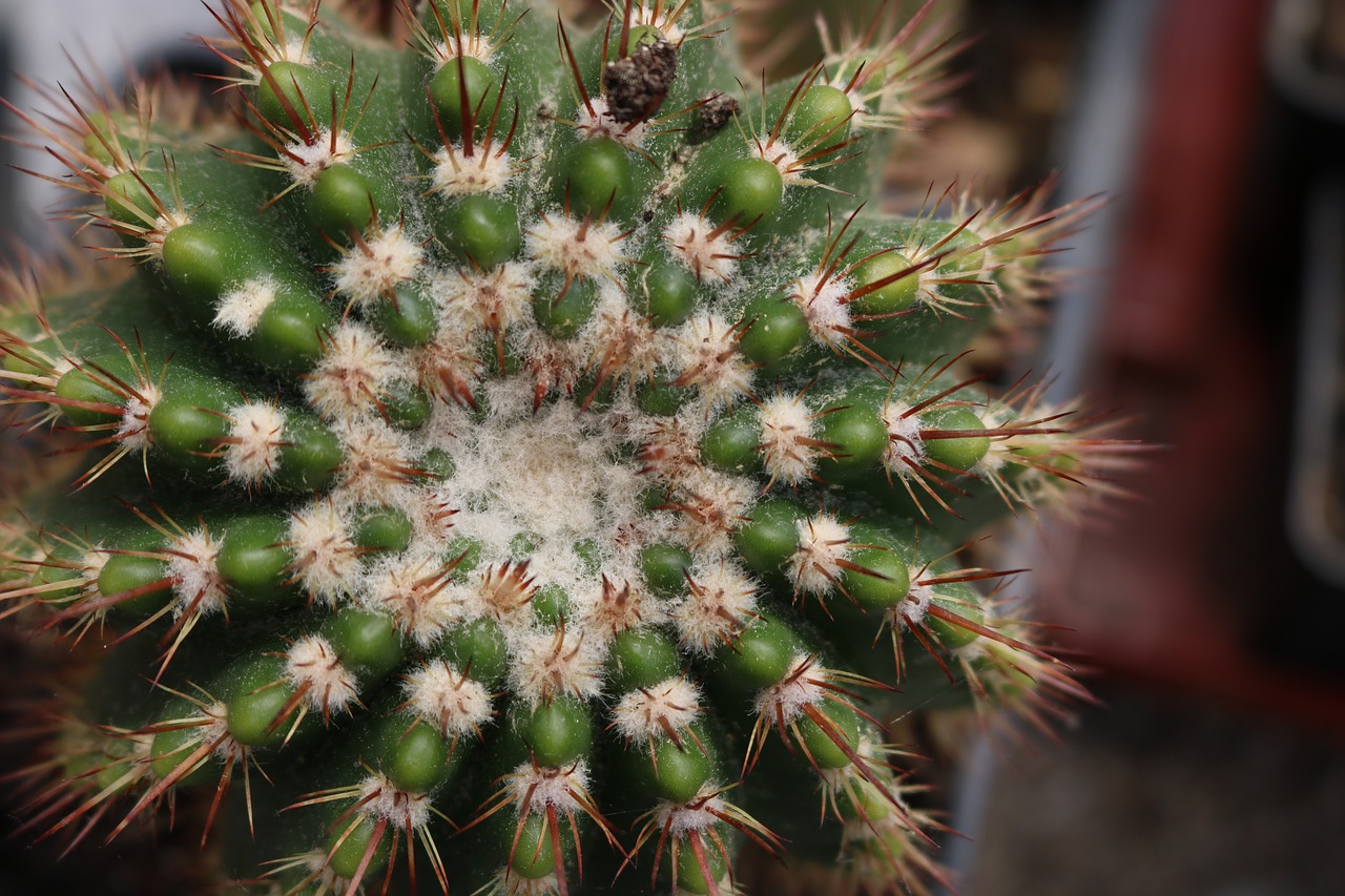 flower  nature  plant free photo