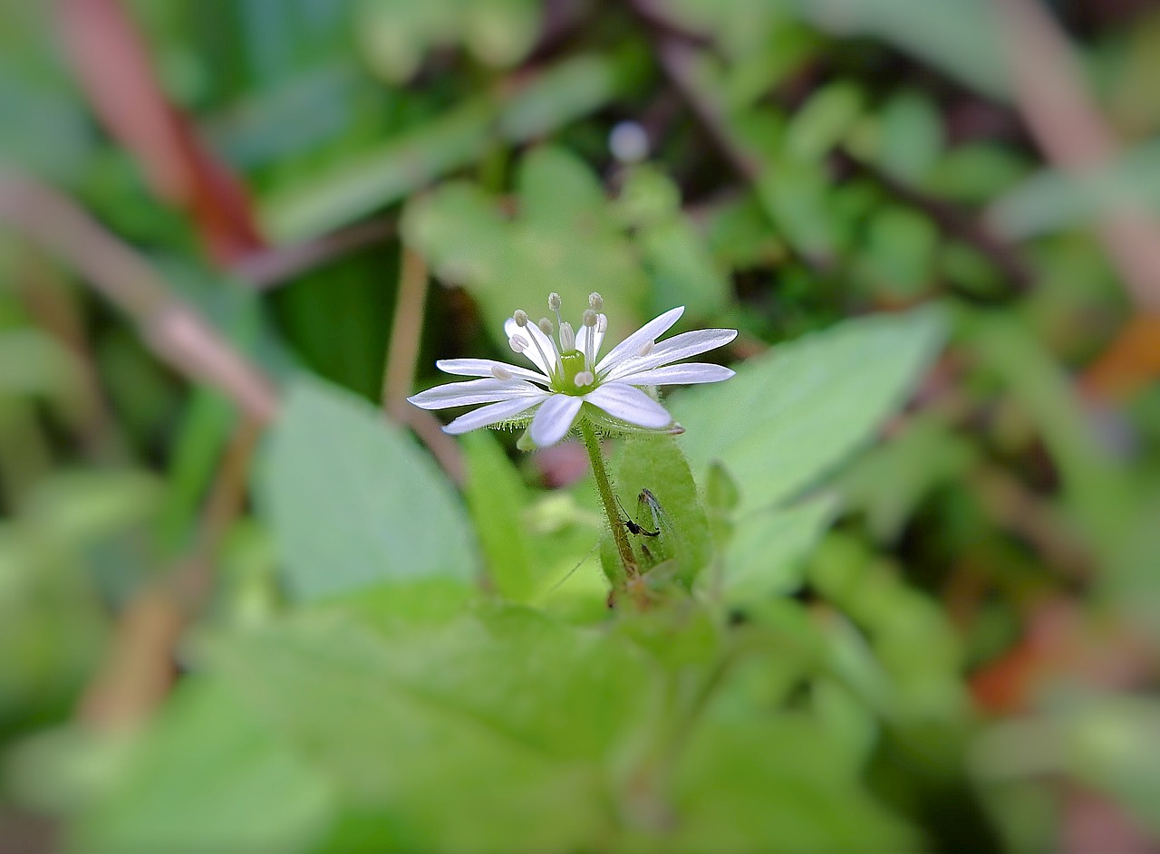 flower  nature  meadow free photo