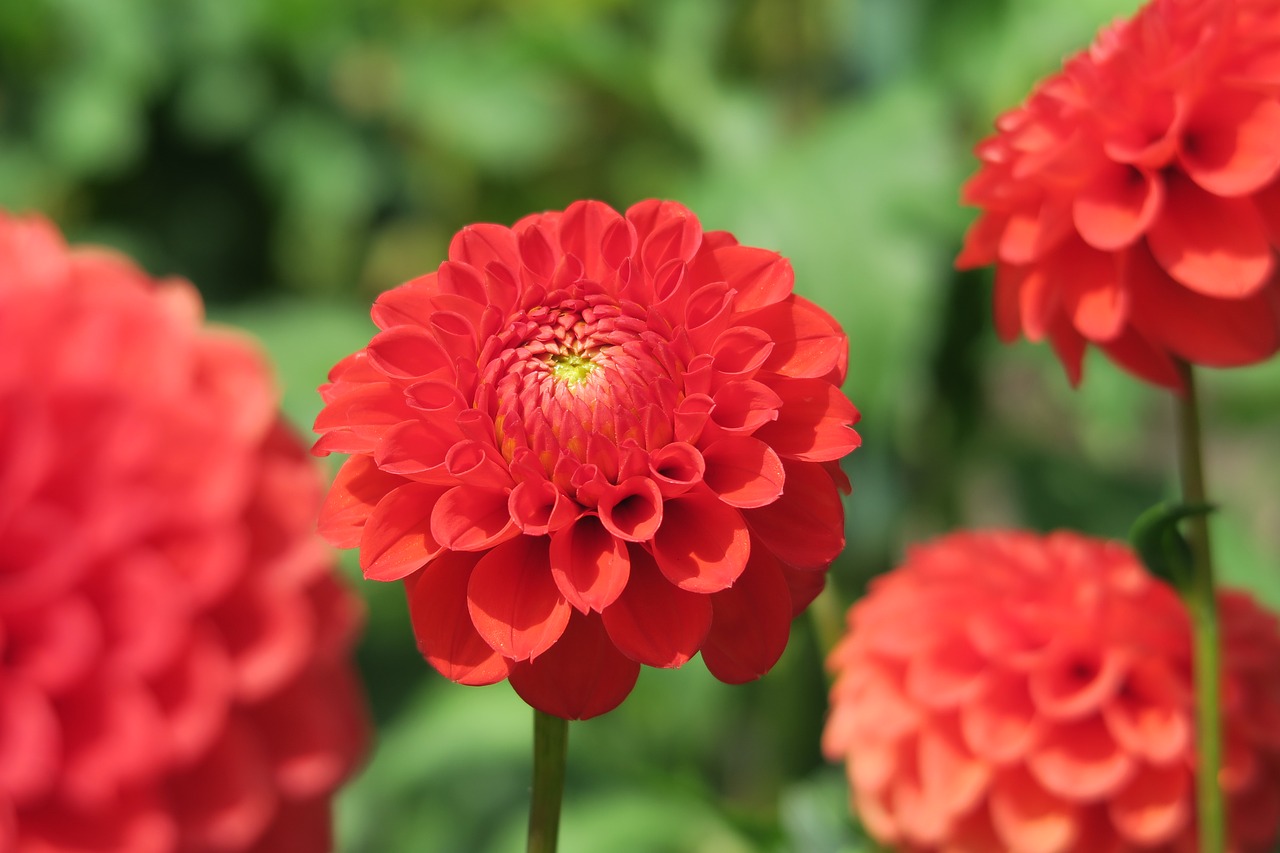 flower  red  garden free photo