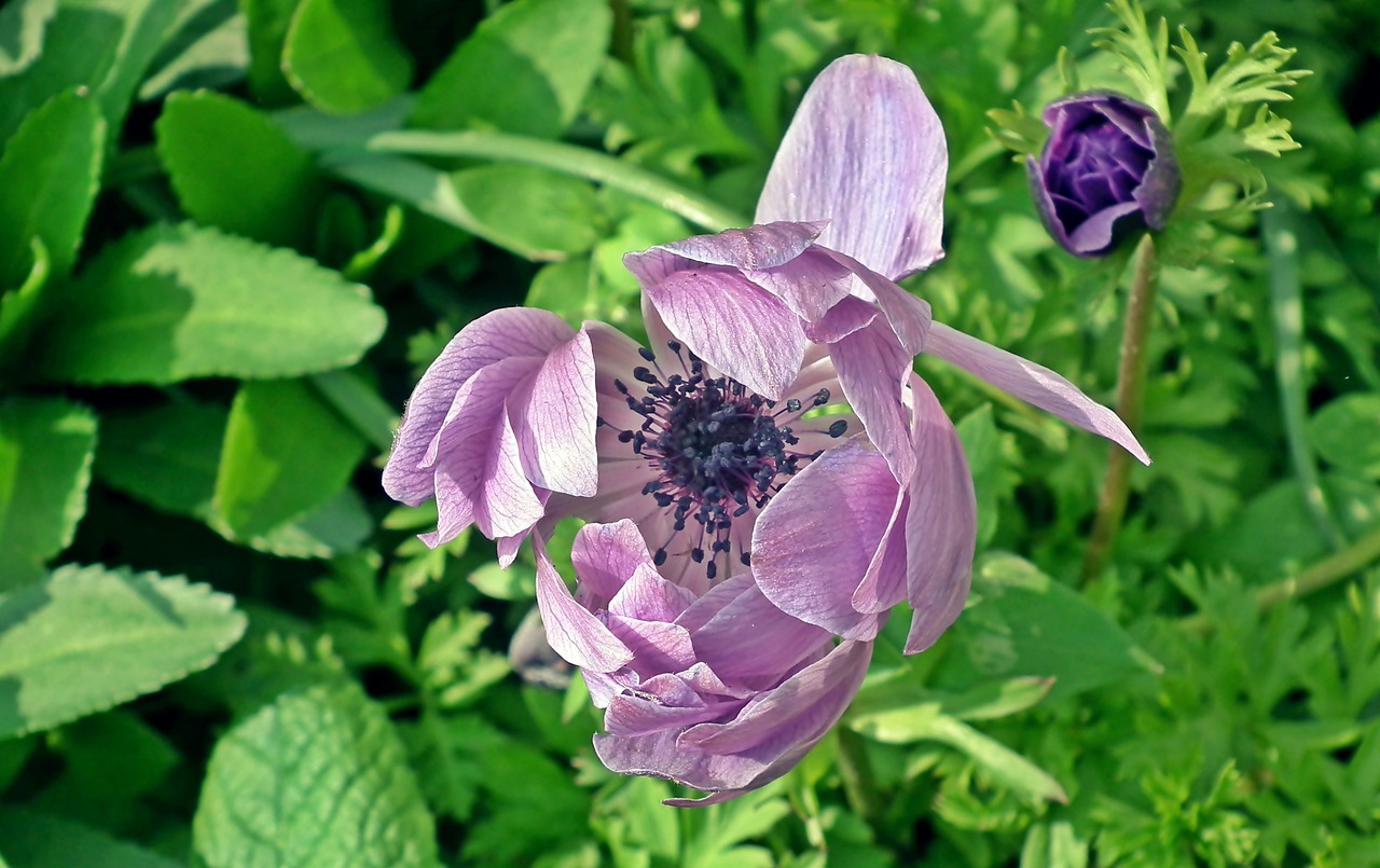 flower  blooming  summer free photo