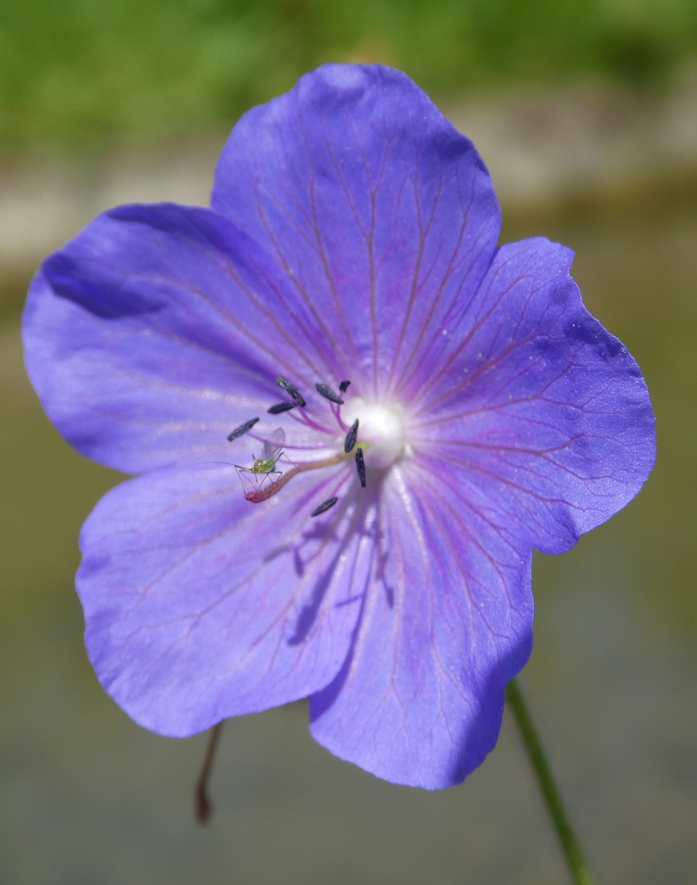 flower  flora  blossom free photo