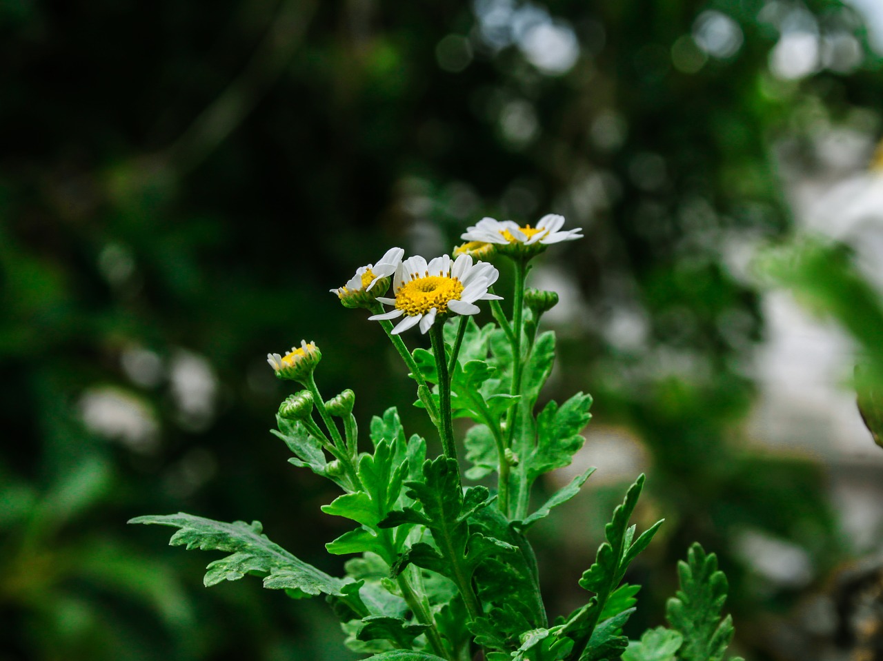 flower  garden  nature free photo