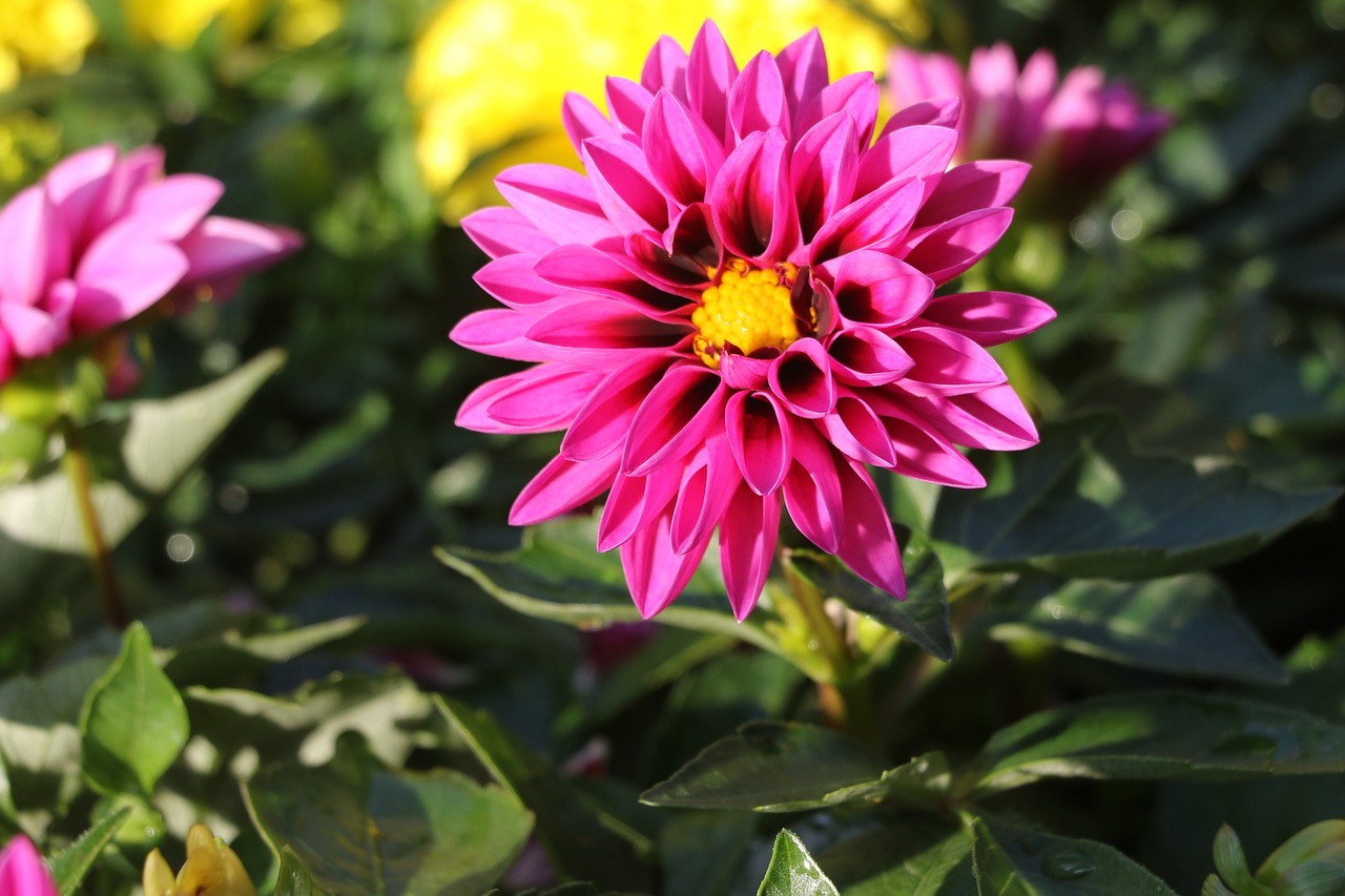 flower  pink  nature free photo