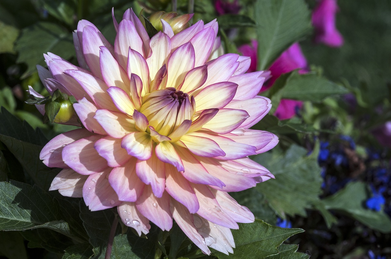 flower  dahlia  plants free photo