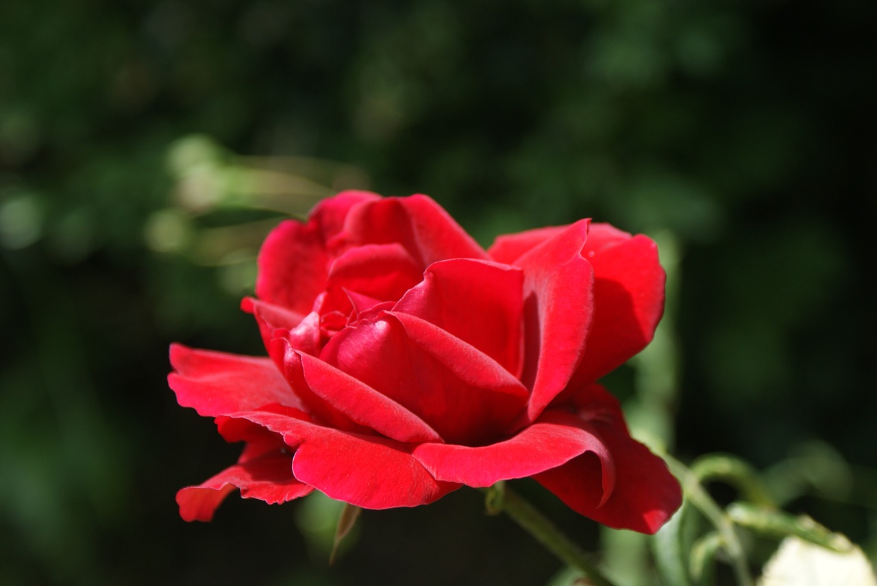 flower  rose  red free photo