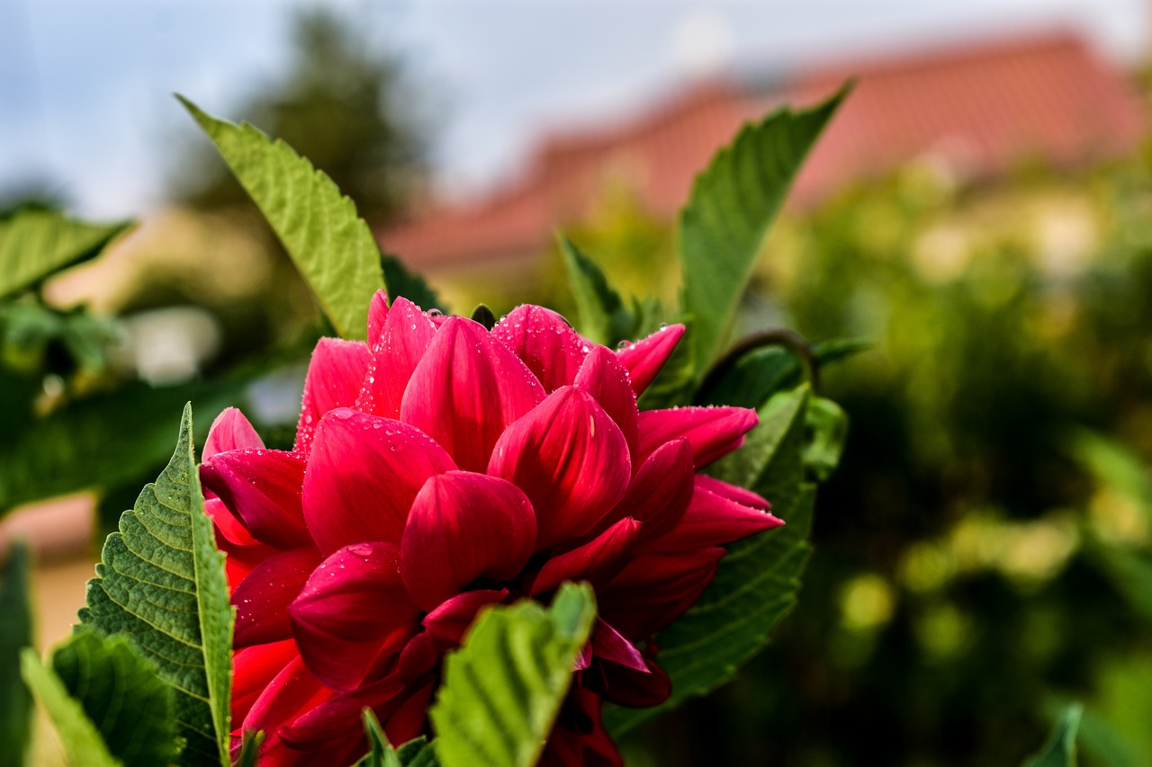 flower  nature  spring free photo