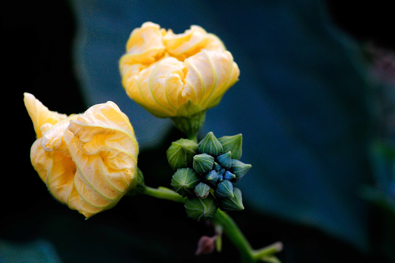 flower  yellow  sun flower free photo