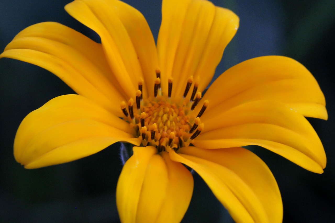 flower  yellow  sun flower free photo