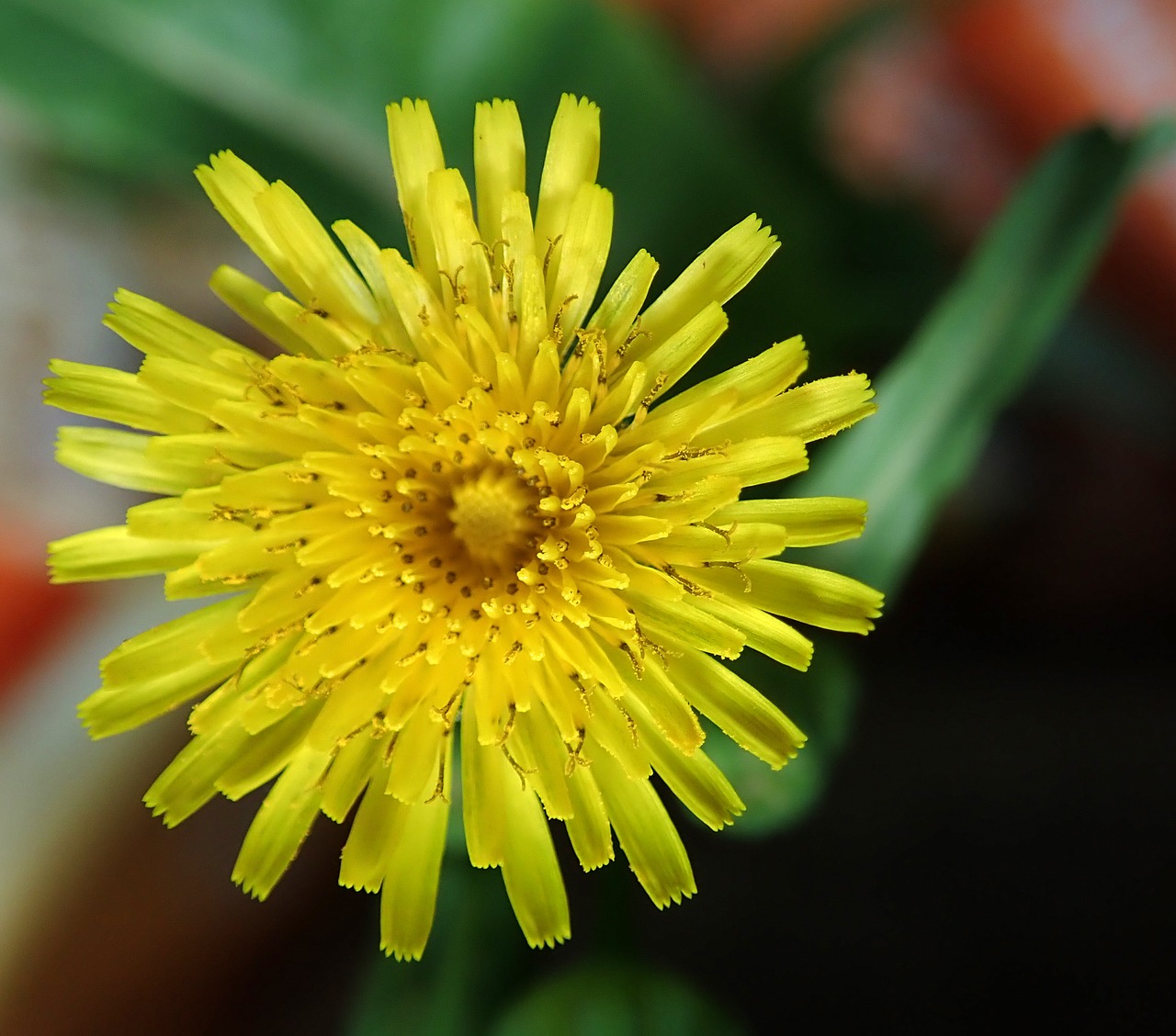 flower  weed  dandelion free photo