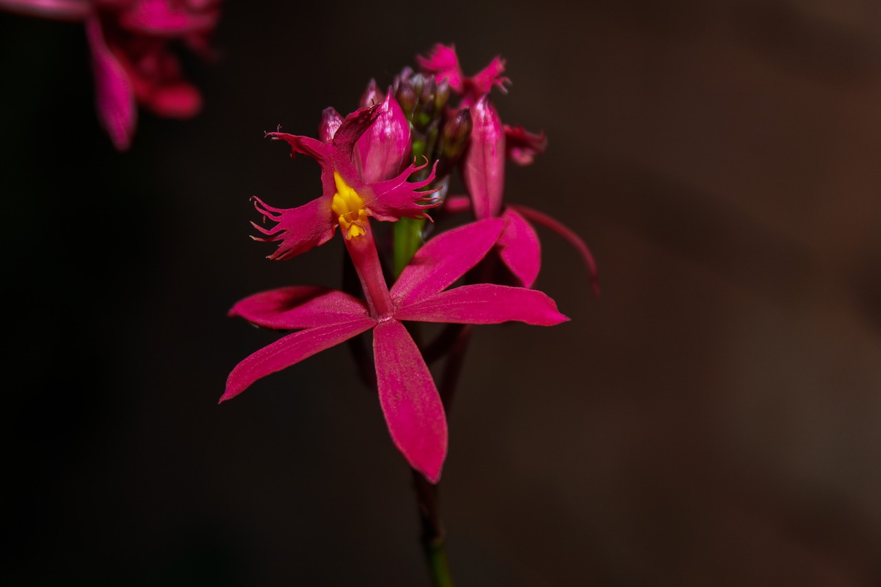 flower  plant  garden free photo