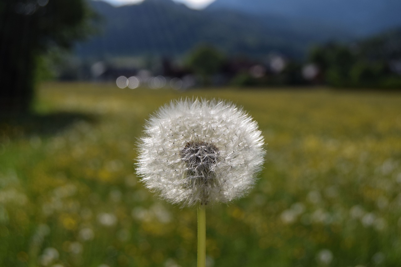 flower  meadow  mountains free photo