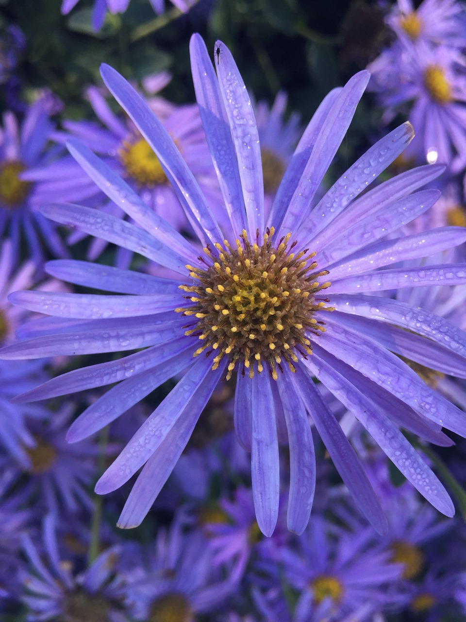 flower  purple  rain drops free photo