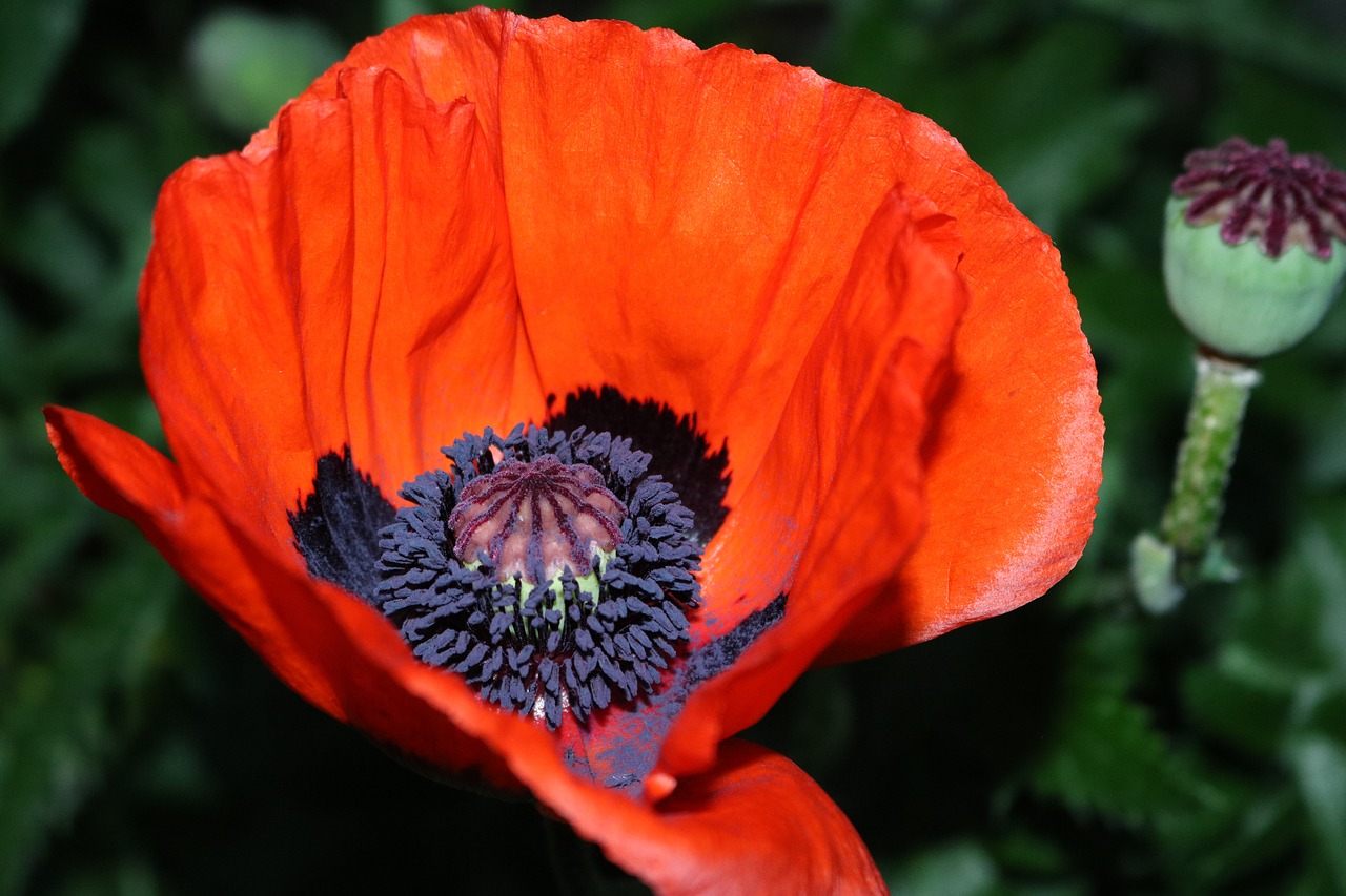 flower  poppy  nature free photo