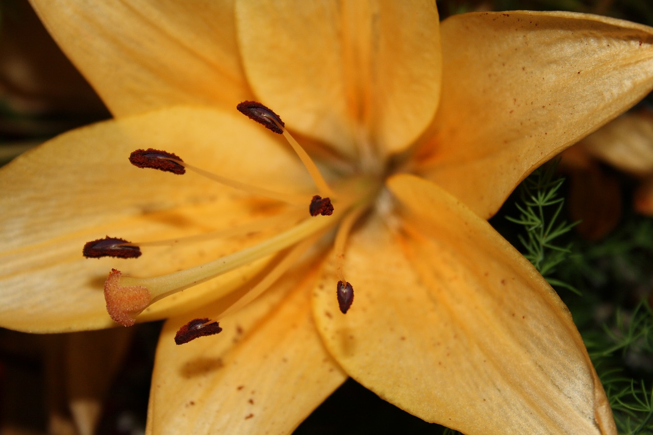 flower  lily  nature free photo