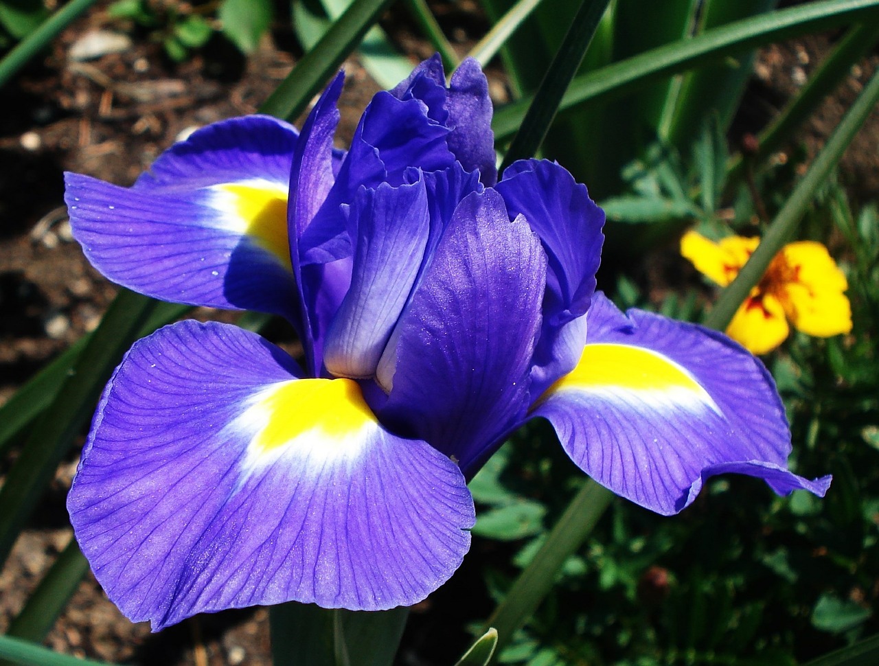 flower iris blossom free photo