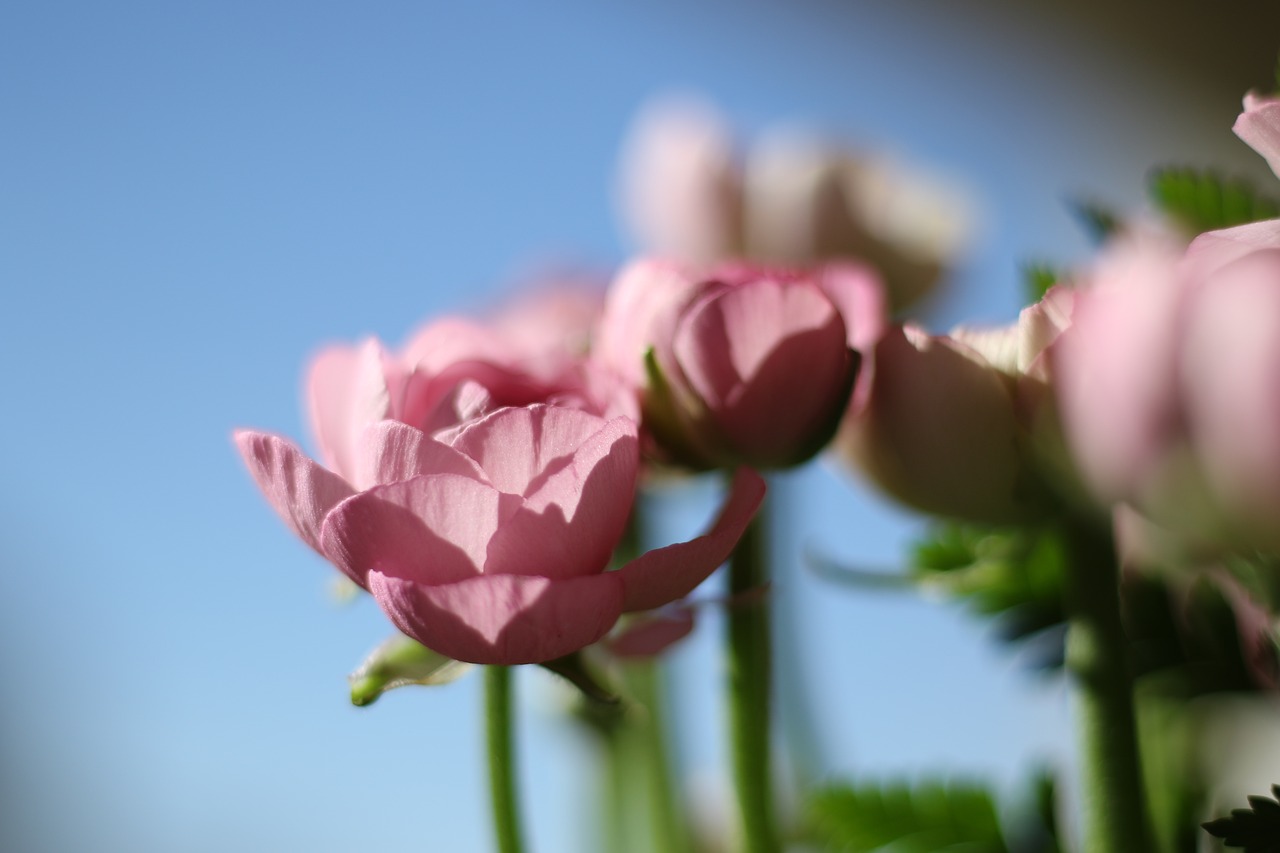 flower  buttercup  pink free photo