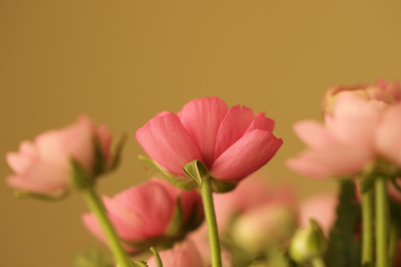 flower  buttercup  pink free photo