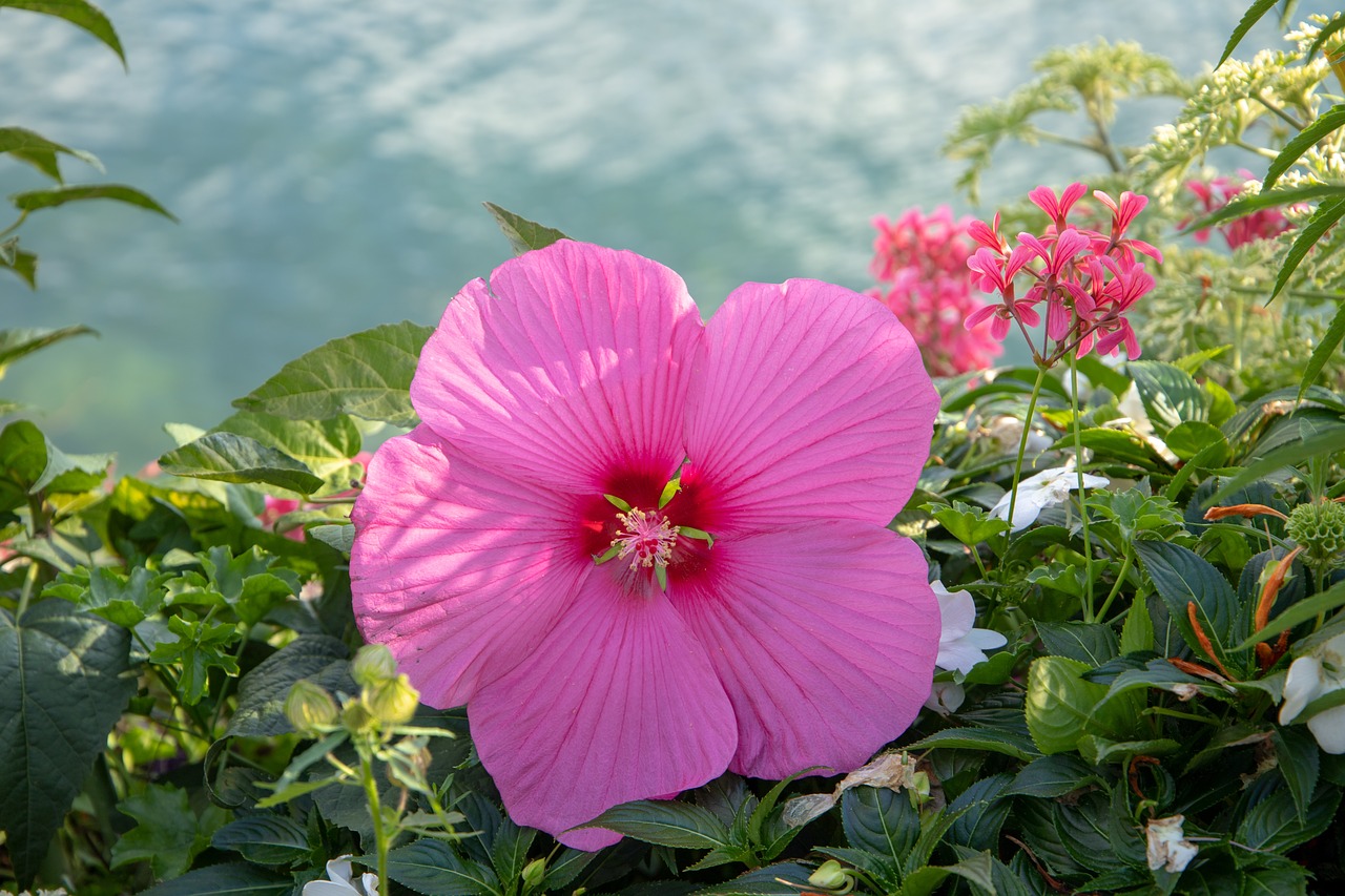 flower  pink  nature free photo