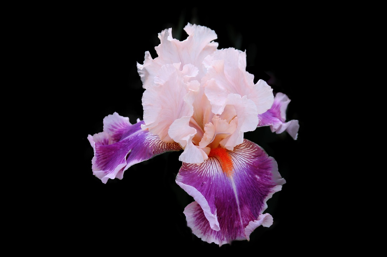 flower  iris  plants free photo