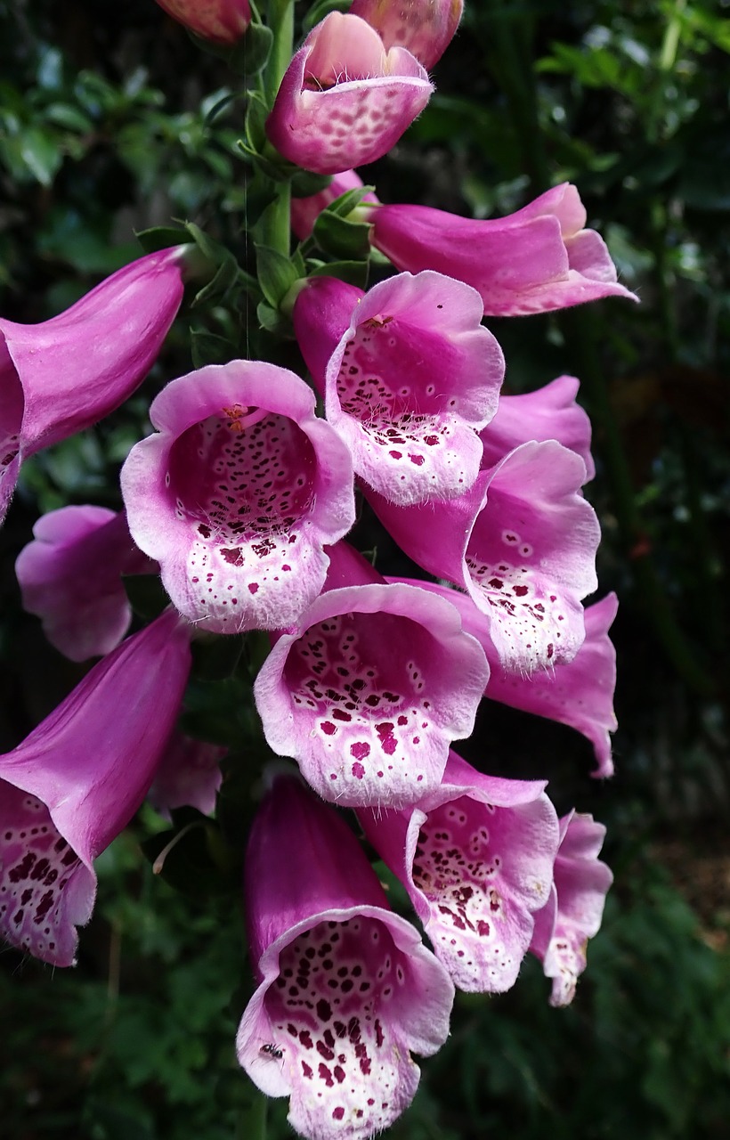 flower  foxglove  digitalis free photo